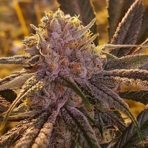 Looking for wholesale bud.